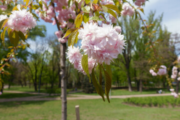 Young tree of sakura in full bloom in April