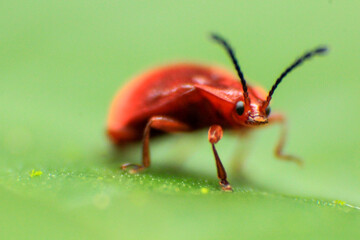 Macrophotography of a red insect
