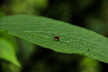 Picture of a insect walks on a leaf
