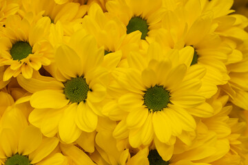 top view of yellow daisy flowers