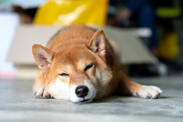 A Shiba dog sleeping in room. Japanese dog sleeping.