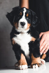 Young, Bernese Mountain Dogs in the hands. Concept of care, training and raising of animals
