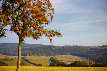 landschaft Baum Herbstlich kalt Herbstmorgen