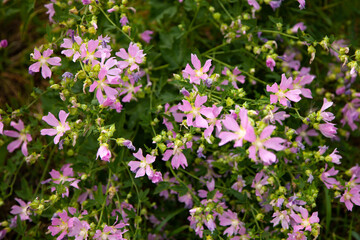 Obraz premium Beautiful purple Cosmos flowers in the garden. Violet flowers pictures. garden decor. large horizontal photo. summer time.