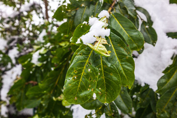 green leaves in the snow