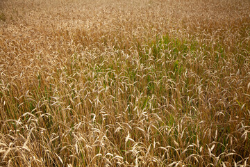 summer time. harvesting. a bountiful harvest. golden wheat general plan. general plan of wheat ears. a large field of mature cereals.