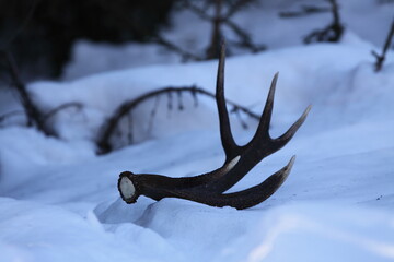 Frosty morning sunrise and antler on deer walkway. Antlers of a big deer in the snow. Close up of...