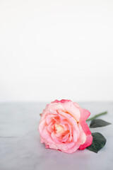 pink roses flat lay against a white background