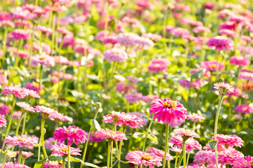 Fototapeta premium Beautiful pink color of Zinnia flower farm background