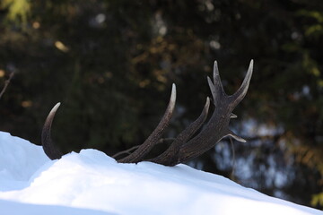 Frosty morning sunrise and antler on deer walkway. Antlers of a big deer in the snow. Close up of...