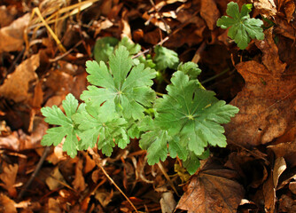 Geranium macrorrhizum or common geranium in nature. Green geranium leaves texture