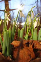 Snowdrops or Galanthus nivalis on sunlight. Art photo of Snowdrop spring flowers pattern.