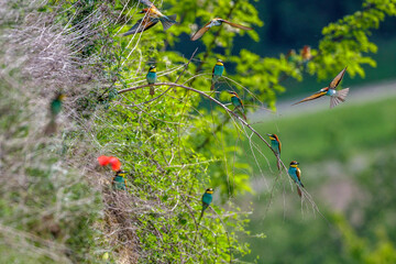 Bienenfresser (Merops apiaster)