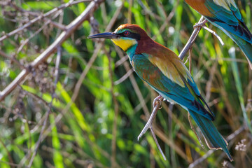 Bienenfresser (Merops apiaster)