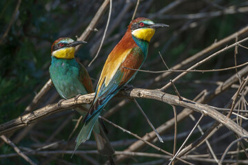 Bienenfresser (Merops apiaster)