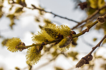 Fluffy buds on the tree bloom in the spring.