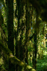 Fototapeta premium Rainforest