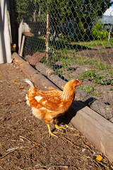 summer time. household. chicken walking in the pen. production of chicken meat. farm products. red chickens.