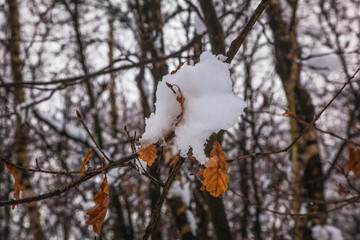 snow covered tree
