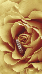 Ring put in the center of beautiful blossoming rose. Concept of Holiday Valentine's day, engagement and wedding 