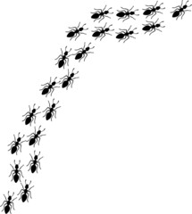 Ants vector illustration
