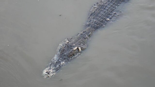 Big crocodiles in the river, lake. Crocodile in mud water.