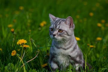 Naklejka na ściany i meble British cat on a walk in the grass