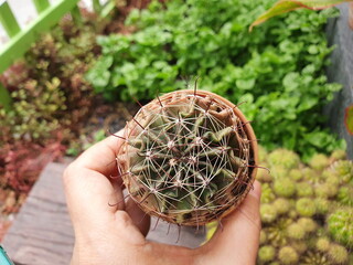 Top view of a woman holding a pot of cactus Echinofossulocactus Phyllacanthus Succulent plants are native to Mexico.The trunk is quite round. Shaped like the human brain and thorns all around the tree