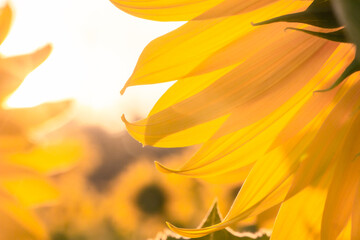 Obraz premium close up sun flower farm in morning.