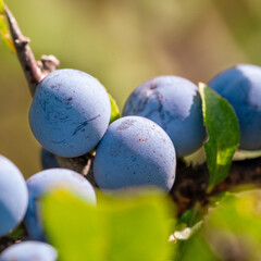 Ripening blackthorn berries on a branch with leaves on a brown blurred background. Closeup macro image of fresh gray-blue berries.