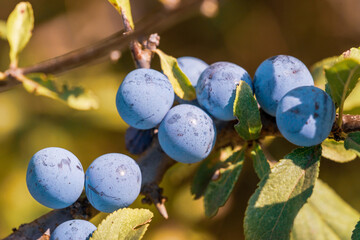 Ripening blackthorn berries on a branch with leaves on a brown blurred background. Closeup macro...