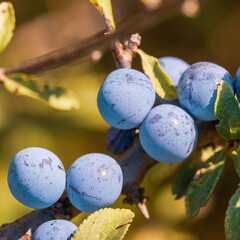 Ripening blackthorn berries on a branch with leaves on a brown blurred background. Closeup macro image of fresh gray-blue berries.