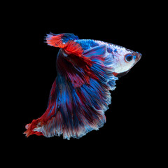 Close up art movement of Betta fish or Siamese fighting fish isolated on black background