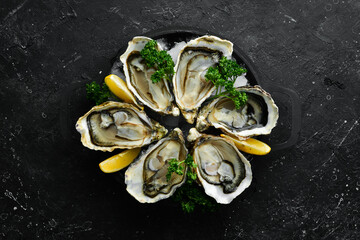 Oysters with lemon and parsley on ice. On a dark stone background. Free space for your text. Seafood. Flat lay.