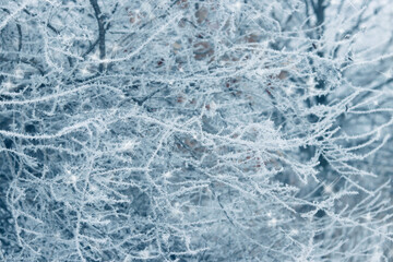 Wild plants covered with frost. Winter background.