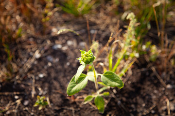 large horizontal photo. summer day. sunflower sprout. small bud of a sunflower on dirty ground.