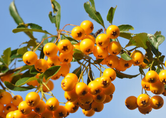 Sea buckthorn berries and fly animal resting