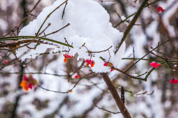 red berries on a branch