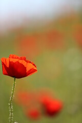 poppy flower in field