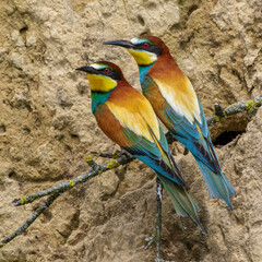 Bienenfresser (Merops apiaster)