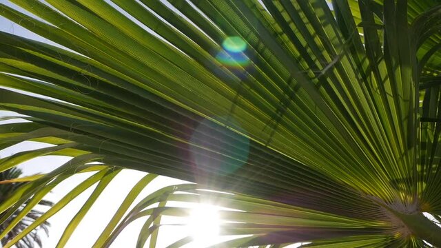 Palm tree leaves shown against sun and blue clear sky. Sun rays pass through the branches of palm trees moved by tropical breeze. Vacation by seacoast