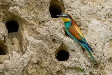 Bienenfresser (Merops apiaster)