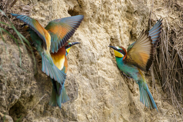 Bienenfresser (Merops apiaster)