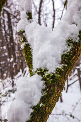 snow covered tree