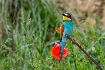 Bienenfresser (Merops apiaster)