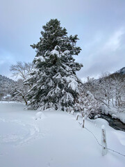 Ruisseau enneigé en hiver au Mont Dore, Auvergne