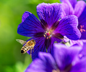 Bee flying to a purple geranium flower blossom