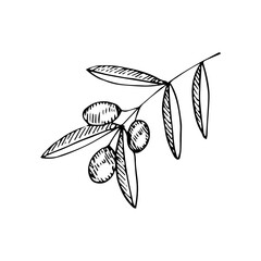 Olive branch with leaves, vector illustration, sketch