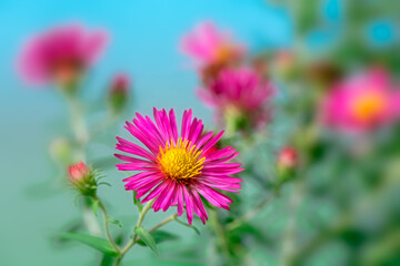 Fototapeta premium Pink aster flower in the garden