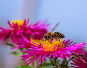 Bee collecting nectar at a pink aster blossom
